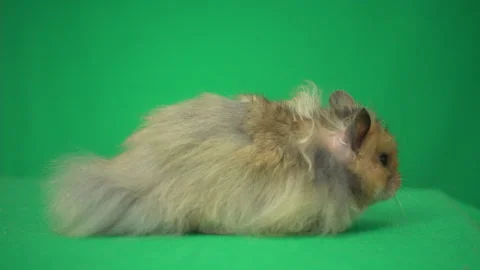 Rodent on a green screen, side view Stock Footage 131515380