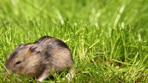 Rodent grooming and shifting position on sunny grass Stock Footage 322554467