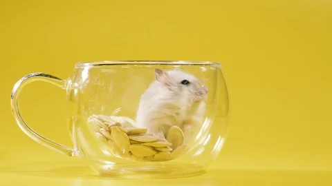 Videos hamster free 6 Ways