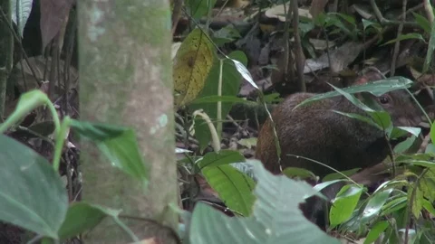 Rodent hiding in the forest Vídeos de archivo 103619059