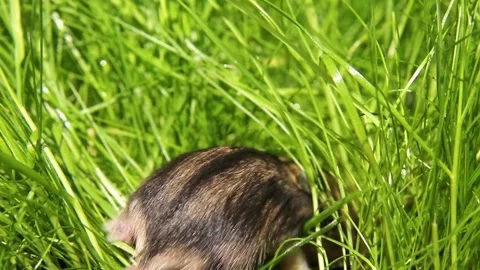 Rodent moving quickly through dense green grass Video stock 323202327