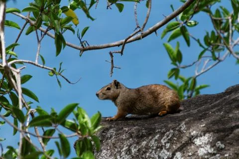 Rodent  Stock Photos