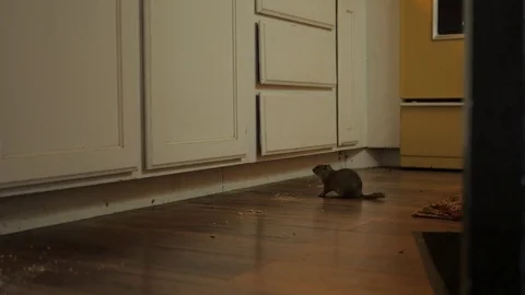 Rodent pot gut in the kitchen Видео 79020368