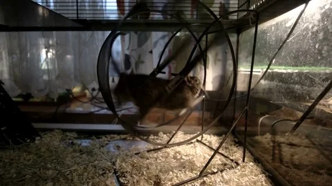 The rodent running in the wheel. Then the second rodent joints him and they Video stock 73538742