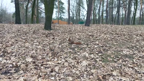 Rodent. A squirrel gnaws a nut in the forest. Vídeos de archivo 259383115