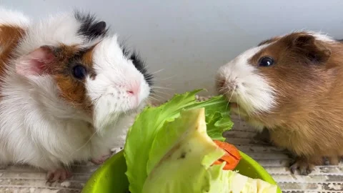 Rodents gnawing cabbage, guinea pigs close up. Stock Footage 330166587