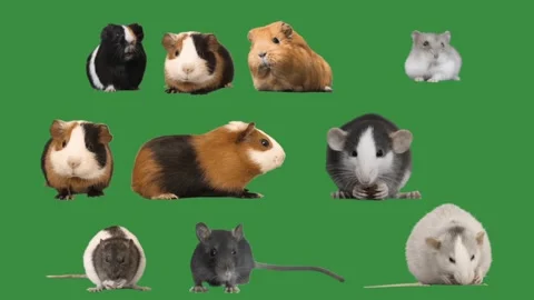 Rodents on green screen Stock Footage 298289766