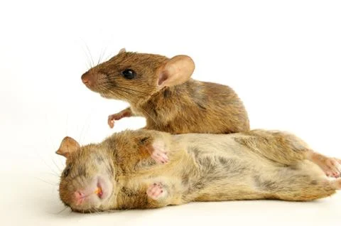 Rodents. Stock Photos