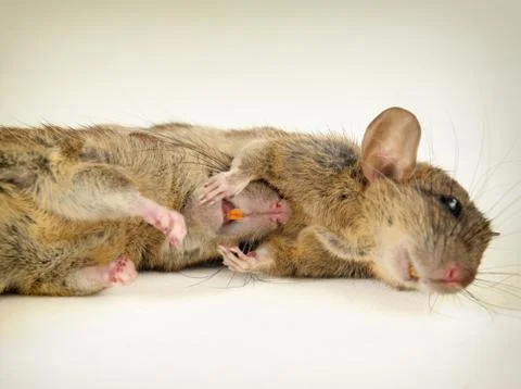 Rodents. Foto stock