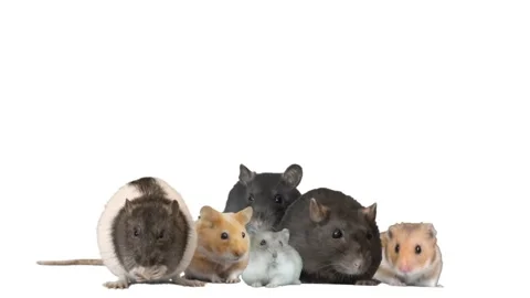 Rodents on a white background Stock Footage 104195270