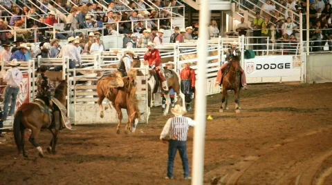 Rodeo bareback bronco ride P HD 1147 Stock-Footage 481557