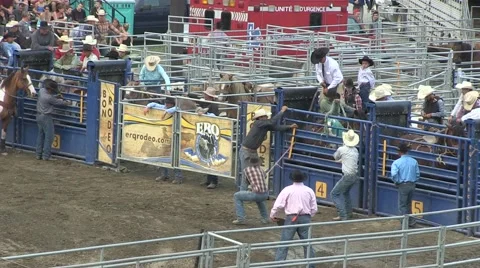 Rodeo bronco 1 Stock Footage 40872484