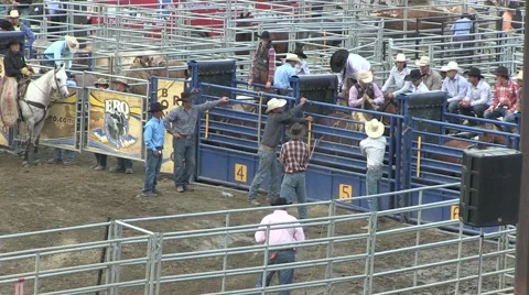 Rodeo bronco 2 Stock Footage 40872479
