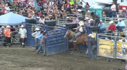 Rodeo bronco 6 Stock Footage 40872416