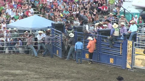 Rodeo bronco 8 Stock Footage 40872254