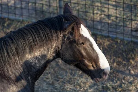 Rodeo Bronco Stock Photos