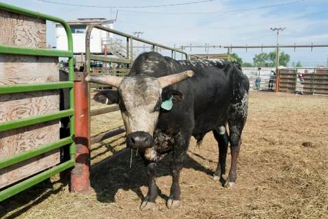 Rodeo bull 스톡 사진