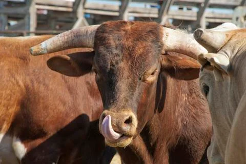 Rodeo bull Stock Photos