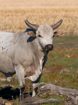 Rodeo Bull Stock Photos