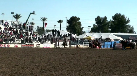 Rodeo Calf Roping Stock Footage