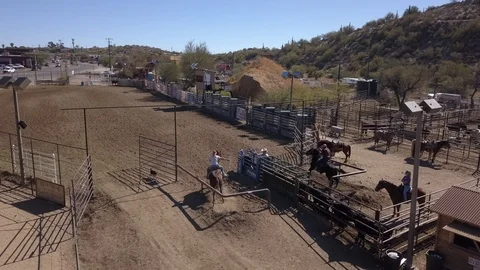 Rodeo Calf Roping Stock Footage 94396458