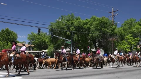 Rodeo Cattle Drive Comes Down Sutro Towards Rodeo Grounds Stock Footage 246130055