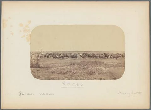 Rodeo. Ganado vacuno. 1866. Photographs. The Miriam and Ira D. Wallach Div... Stock Photos
