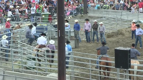 Rodeo lasso calf 3 Stock Footage 40871469