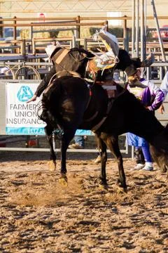 Rodeo Stock Photos