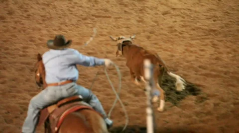 Rodeo team roping steer P HD 1109 Stock Footage 479677