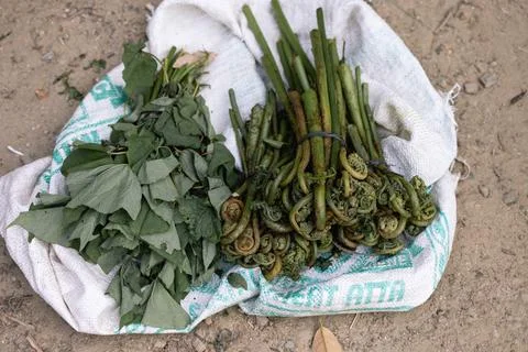 Rodo dendron buransh leaf Green leafs Buras tree India flowers and leaves Foto stock