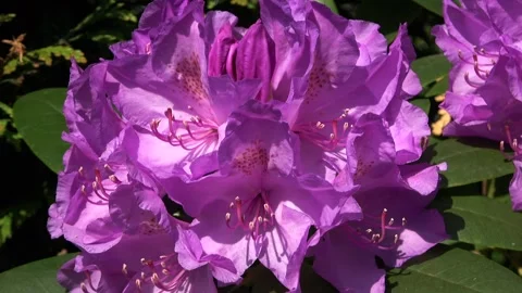 Rododendron flowers in the sun Stock Footage 311983257