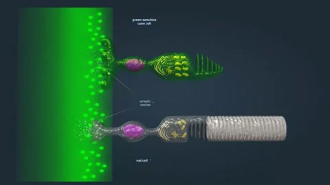 Rods and Cones of the Human Eye Stock Footage 229424437