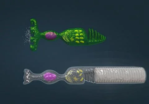 Rods and Cones of the Human Eye Illustrazione stock