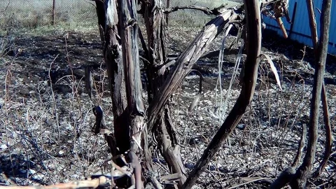 The rods of the vine in the garden Stock Footage 74405228