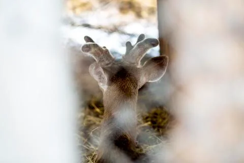 Roe from back. Stock Photos