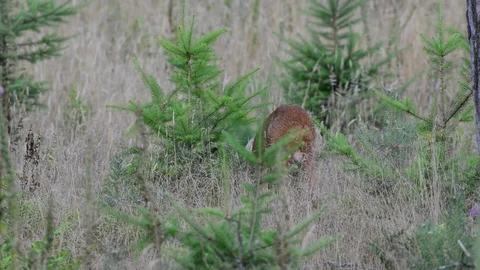 Roe buck attack young tree Stock Footage 76984153
