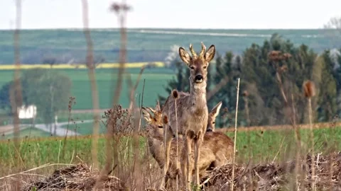 Roe Buck Barking at Camera with Sound – 4K Close-Up 스톡 동영상 320175807