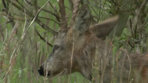 Roe Buck (Capreolus capreolus)  close up head clip Stock Footage 25504790