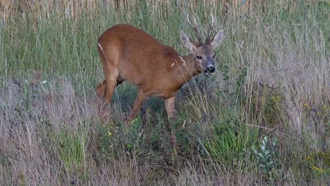 Roe buck (capreolus capreolus) in the evening - wildlife - UHD 4K Stock Footage 82183053
