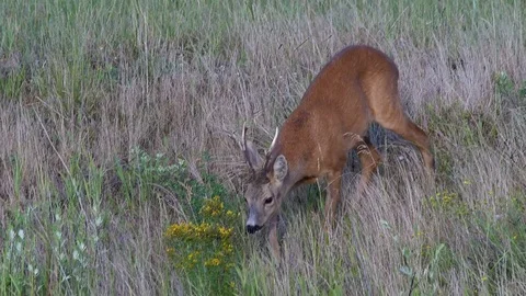 Roe buck (capreolus capreolus) in the evening - wildlife - UHD 4K Stock Footage 82183111