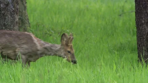 Roe buck with changing coat between trees on a meadow Stock Footage 308009945