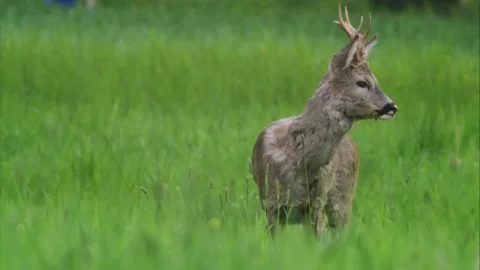 Roe buck with changing coat on a meadow Stock Footage 308009933