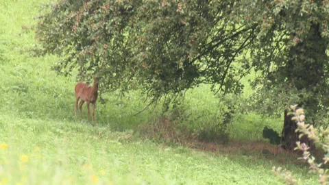 Roe buck eats from a apple tree on a meadow in summer Stock Footage 275348800
