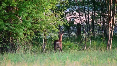 Roe buck eats leaves from a tree, spring Stock Footage 154809578