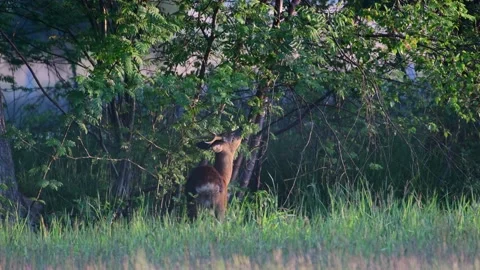 Roe buck eats leaves from a tree, spring Stock Footage 154809623