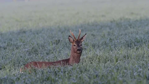 Roe buck in the field Stock Footage 74466154