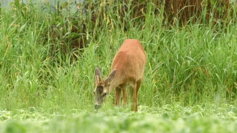 Roe buck grazing in a field Stock Footage 91374509