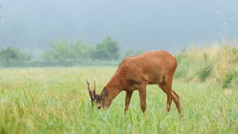 Roe buck grazing in a field Stock Footage 94912913