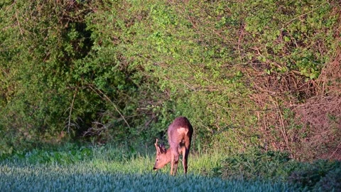 Roe buck grazing on the field in front of a hedge, spring Stock Footage 150498142